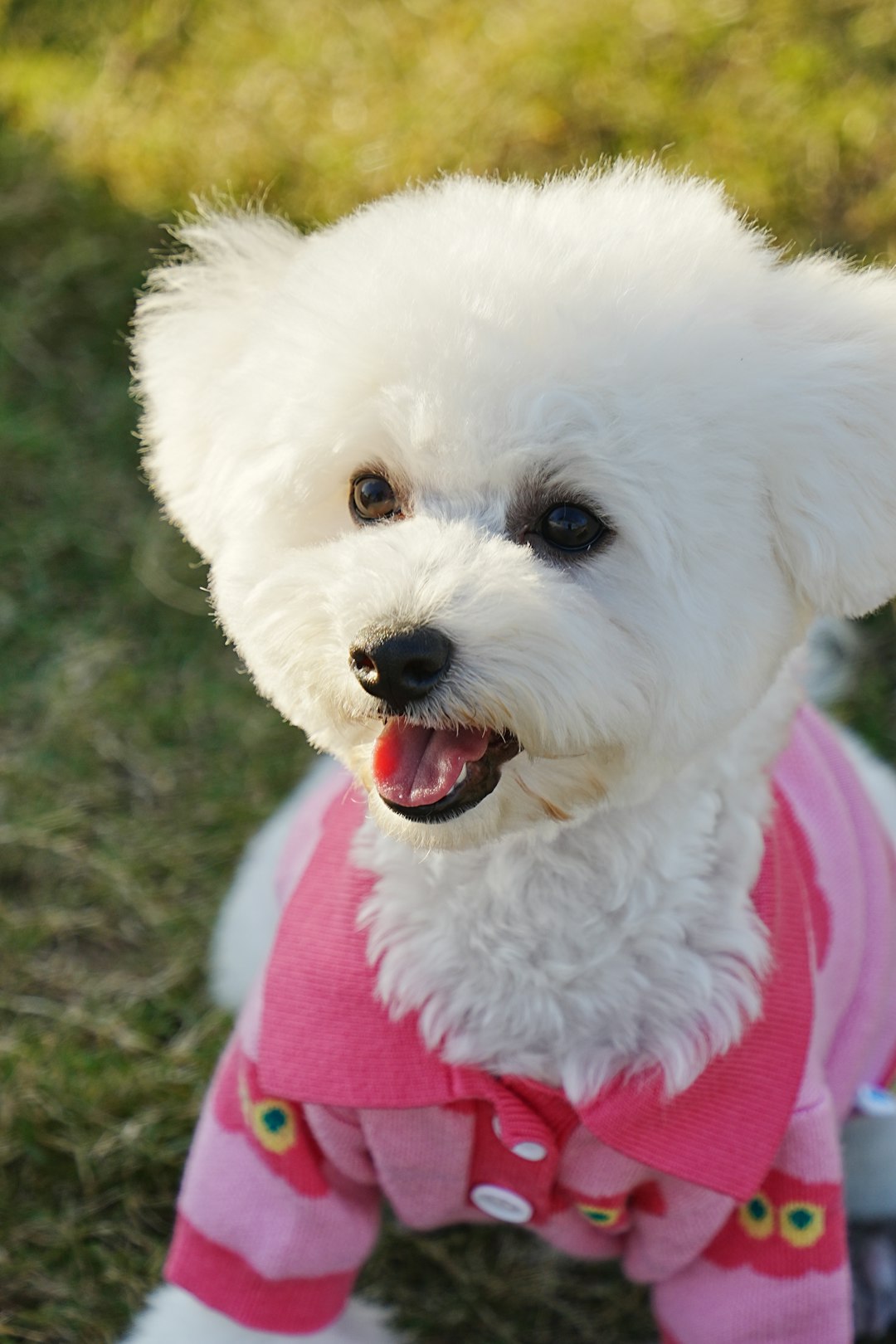 29. Bichon Frise - The Happy-Go-Lucky Cloud (image credits: unsplash)