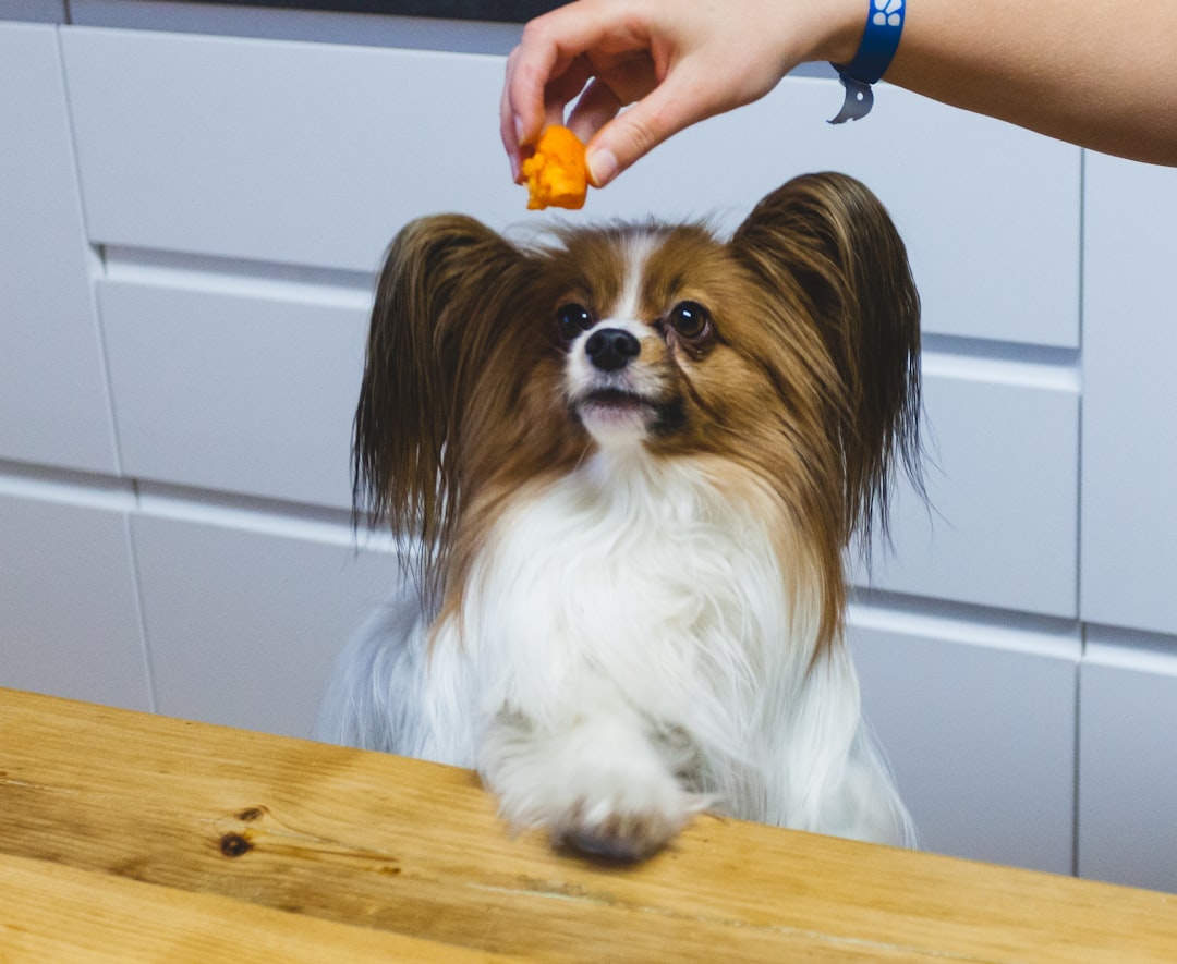 28. Papillon - The Butterfly Dog