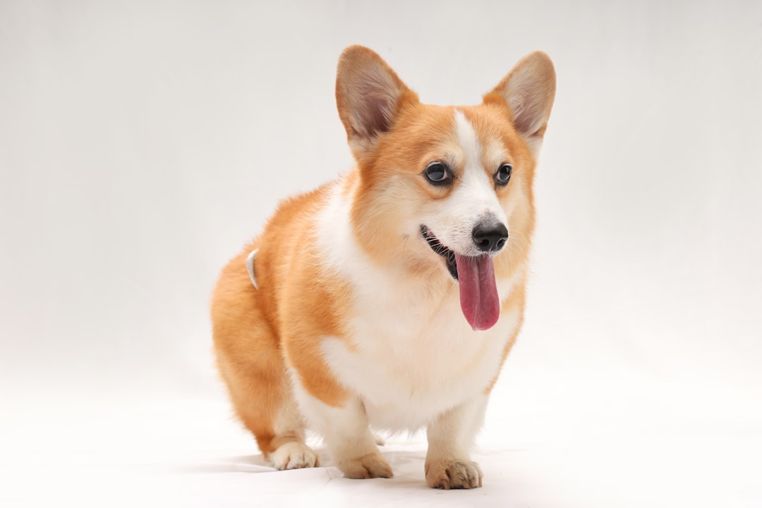 27. Pembroke Welsh Corgi - The Royal Favorite (image credits: unsplash)