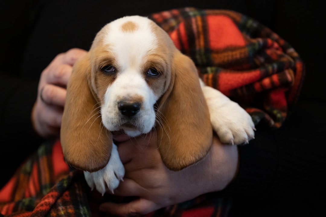 25. Basset Hound - The Laid-Back Detective (image credits: unsplash)