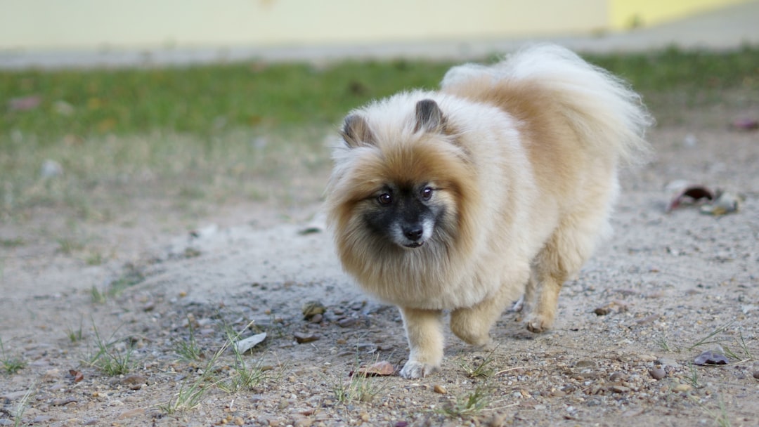 24. Pomeranian - The Fluffy Firecracker (image credits: unsplash)