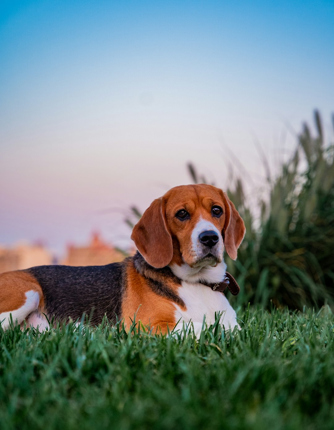 23. Beagle - The Gentle Hunter (image credits: unsplash)