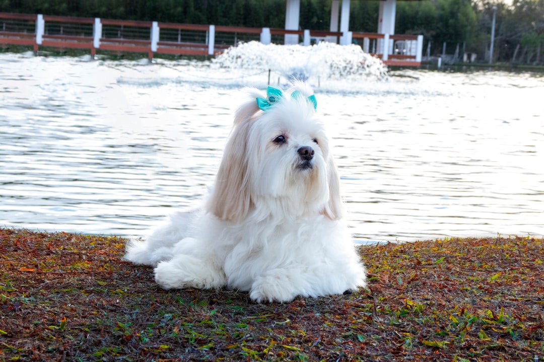 22. Lhasa Apso - The Palace Guardian (image credits: unsplash)