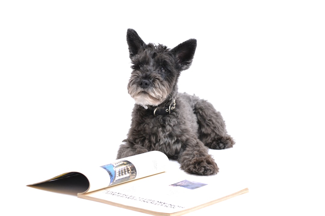 21. Scottish Terrier - The Dignified Scotsman (image credits: unsplash)