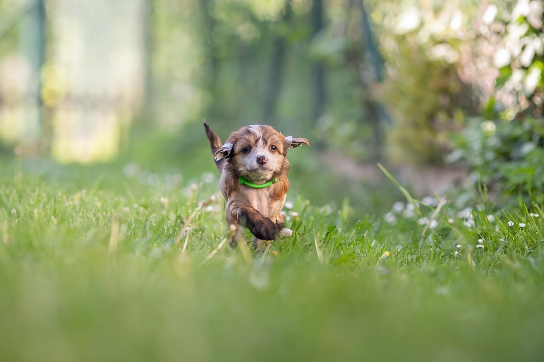 20. Chinese Crested - The Unique Beauty (image credits: unsplash)
