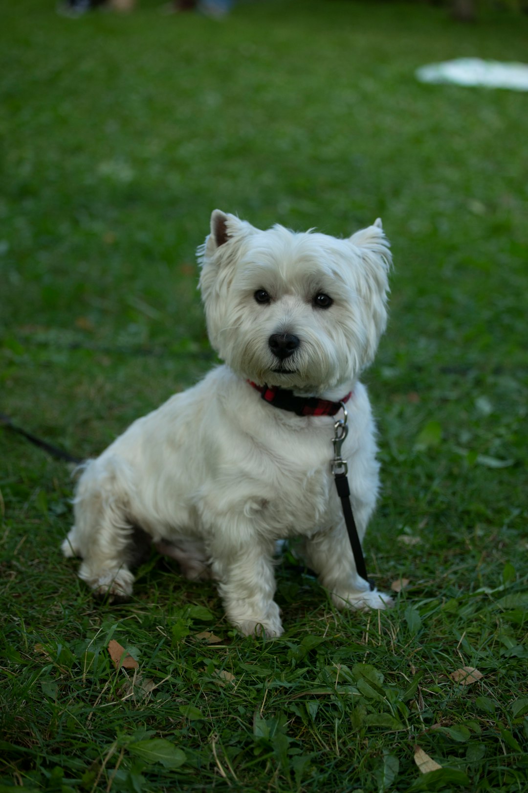 19. West Highland White Terrier - The Cheerful Highlander (image credits: unsplash)