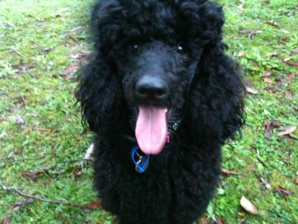 18. Miniature Poodle - The Elegant Athlete (image credits: flickr)