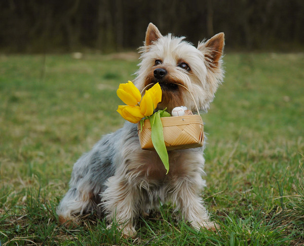 17. Silky Terrier - The Refined Companion (image credits: flickr)