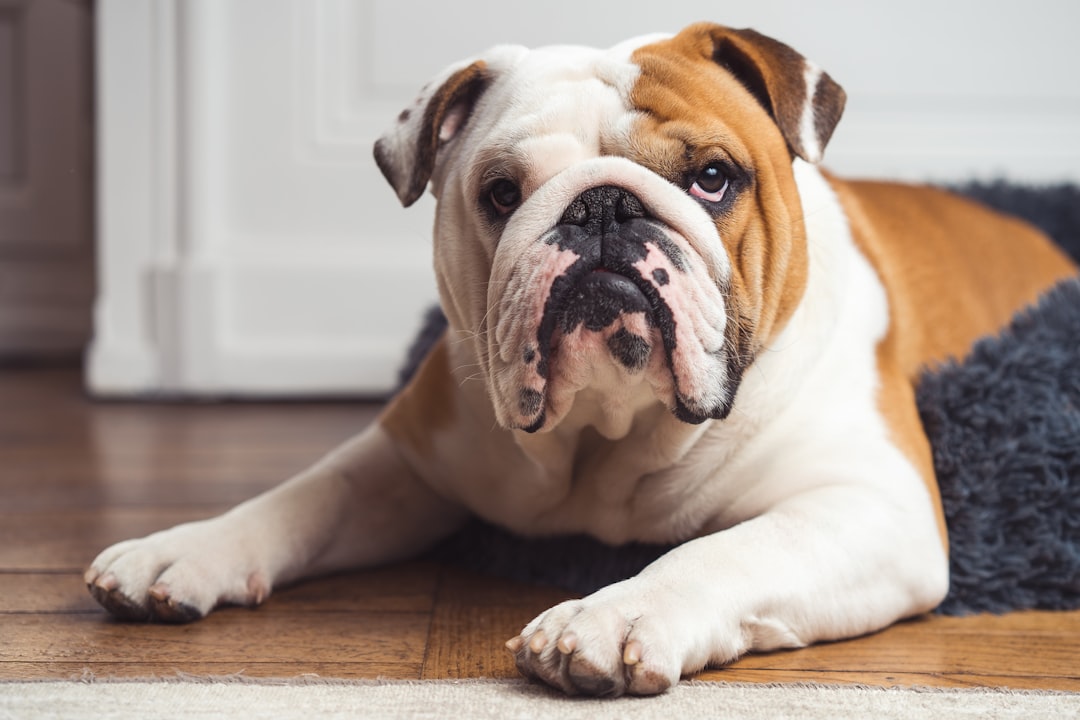 16. Bulldog - The Gentle Giant (image credits: unsplash)