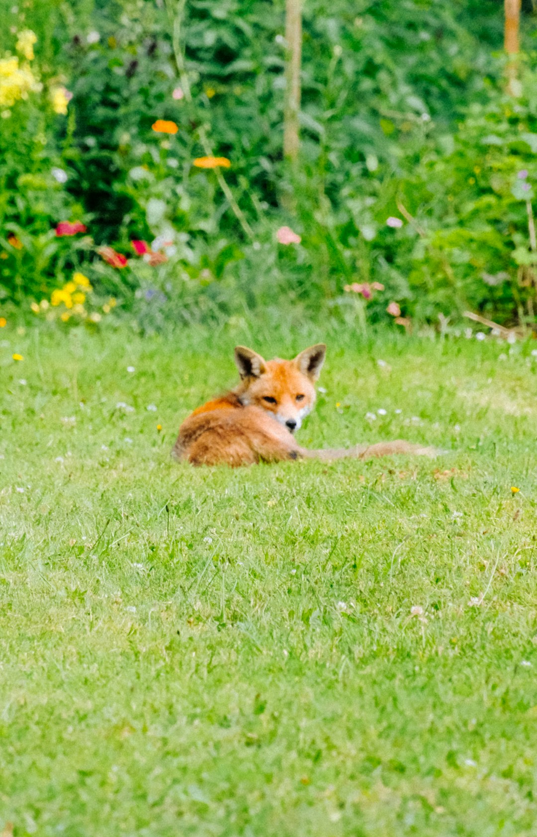 15. Toy Fox Terrier - The Pocket-Sized Charmer (image credits: unsplash)