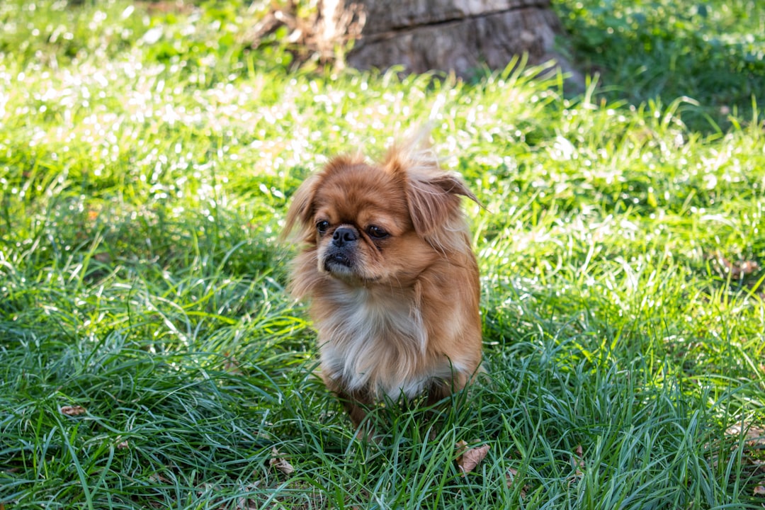 14. Tibetan Spaniel - The Monastery Dog (image credits: unsplash)