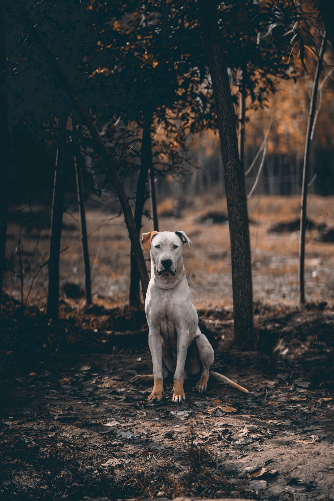 12. Norfolk Terrier - The Gentle Hunter (image credits: unsplash)
