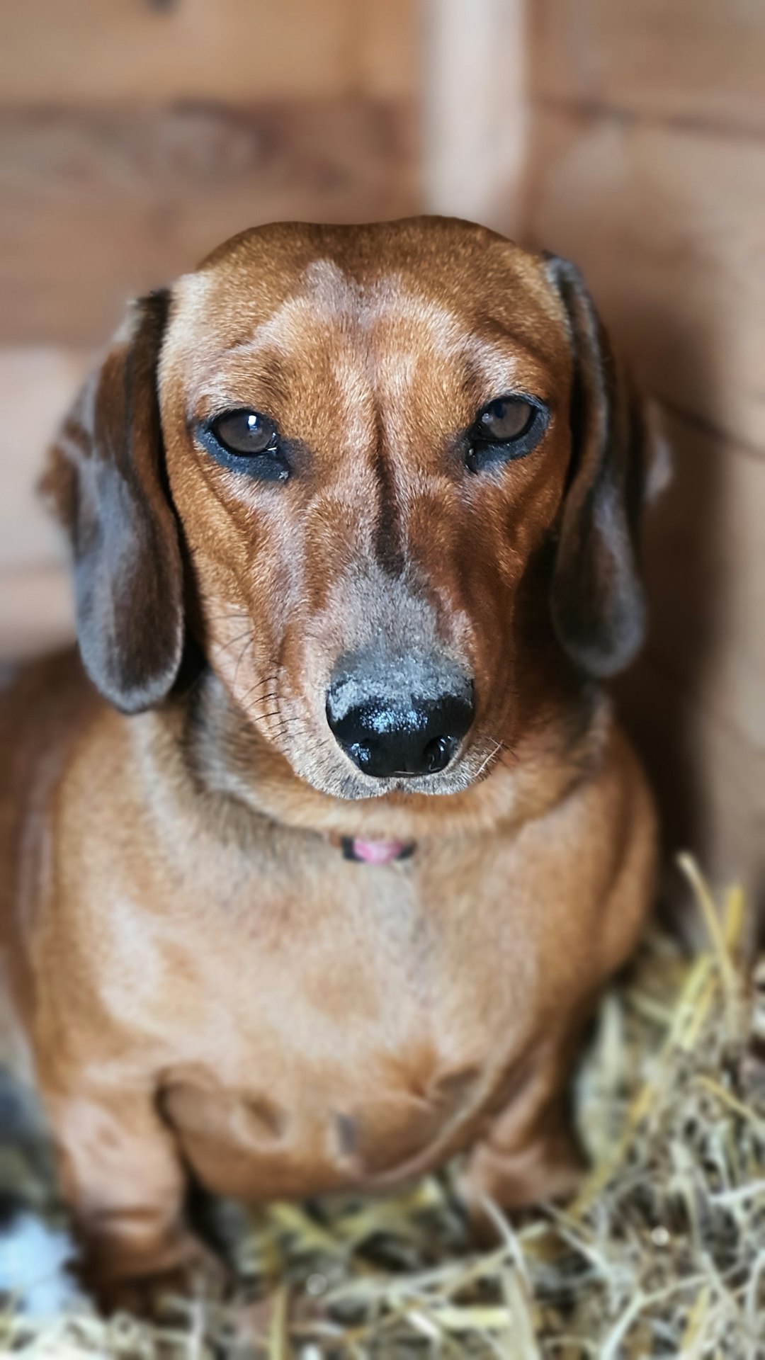 11. Miniature Dachshund - The Loyal Sausage (image credits: unsplash)