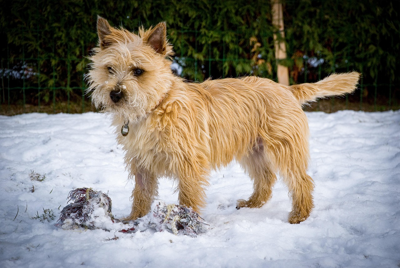 10. Cairn Terrier - The Brave Heart (image credits: pixabay)