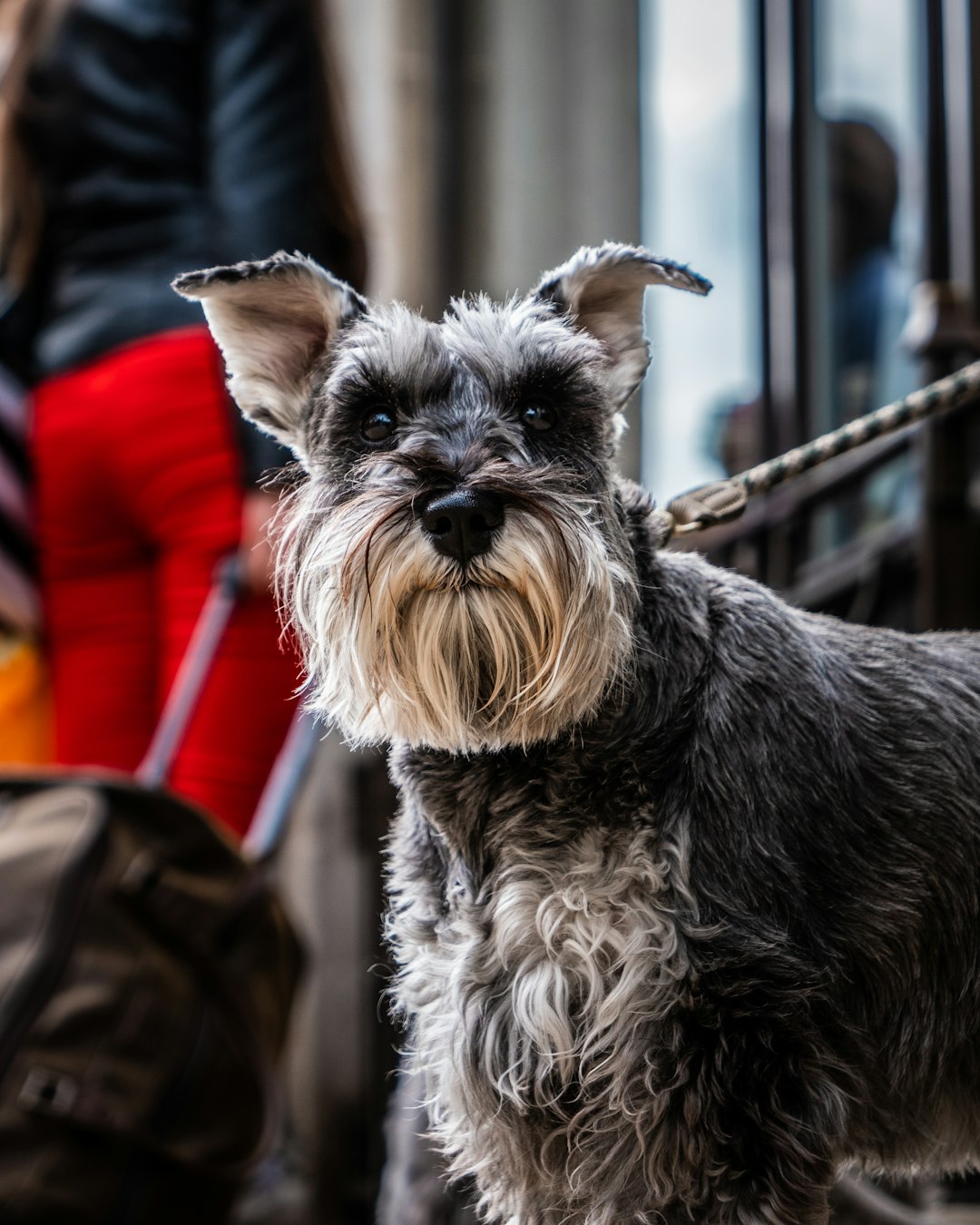 9. Affenpinscher - The Monkey Dog (image credits: unsplash)