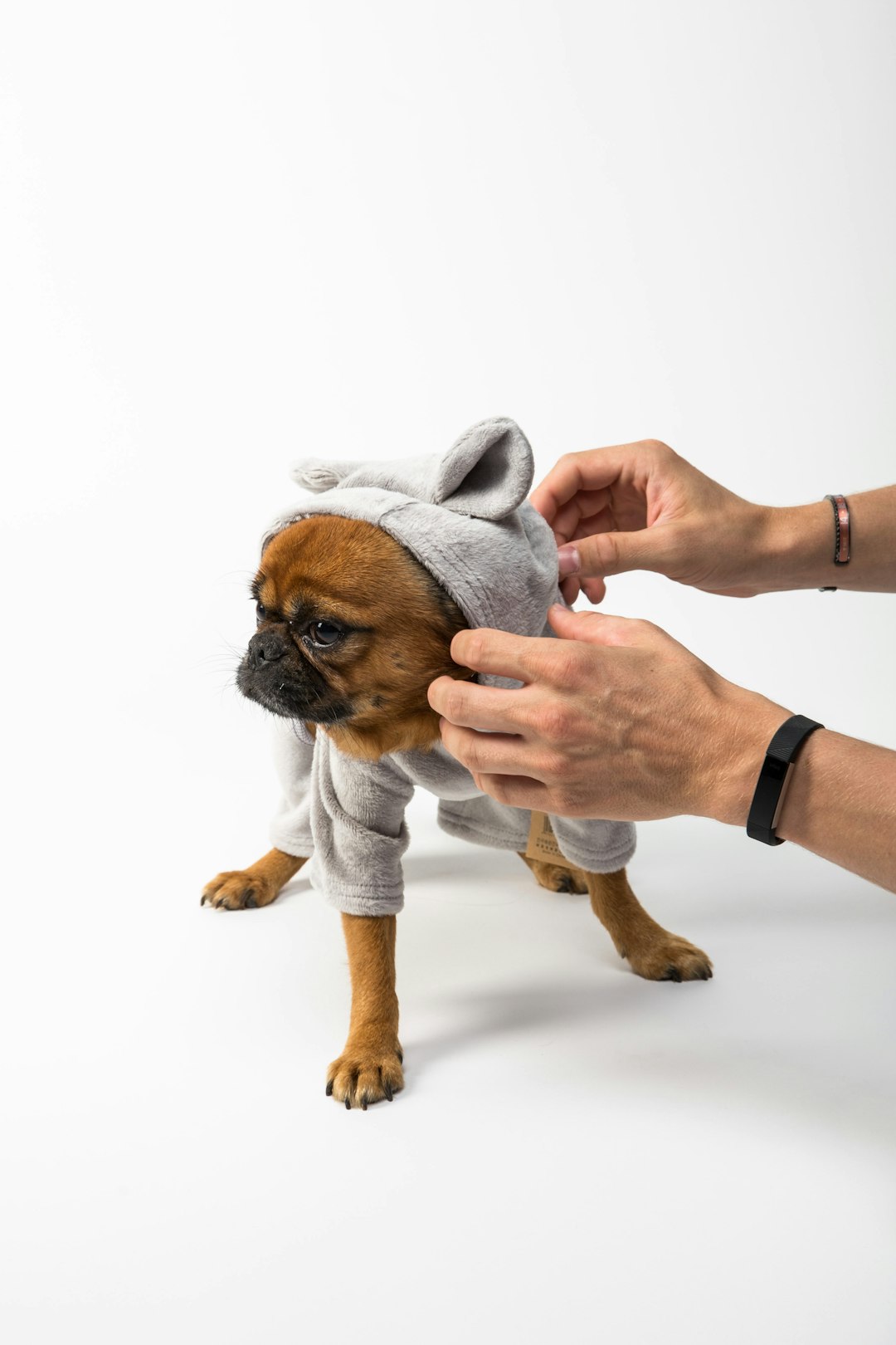 8. Brussels Griffon - The Bearded Charmer (image credits: unsplash)