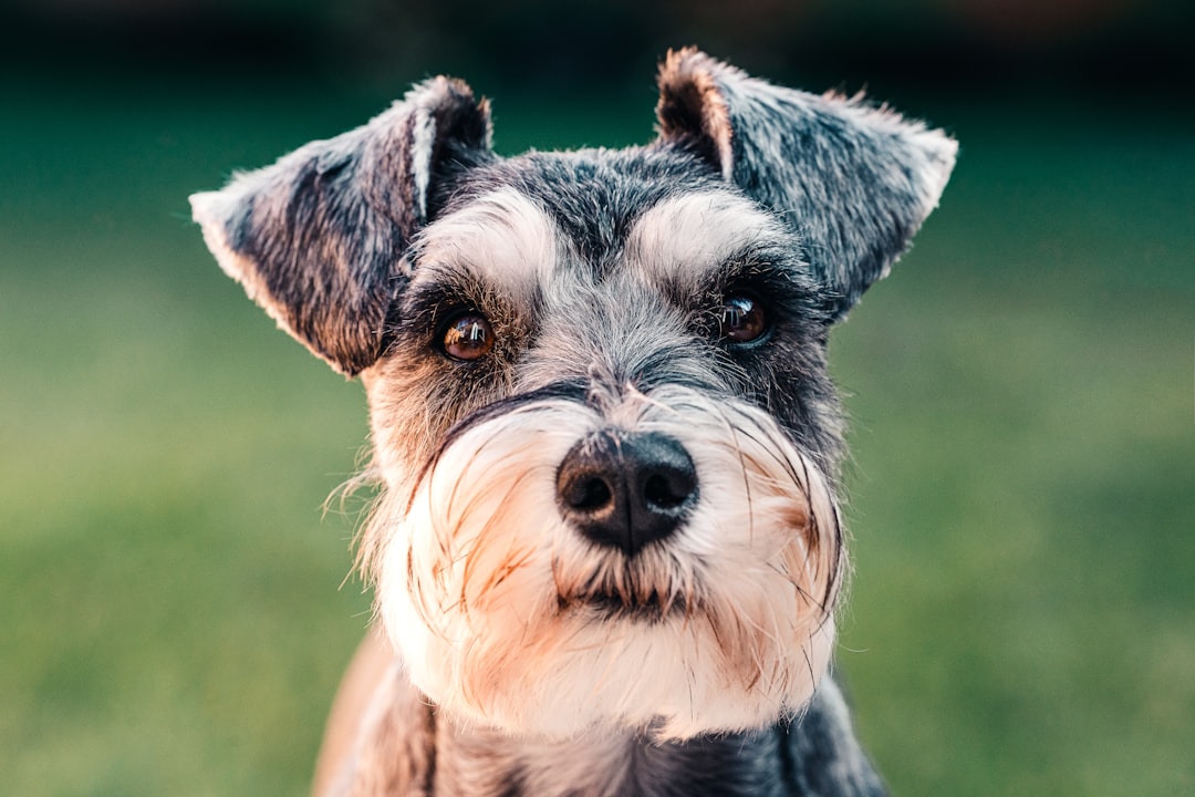 7. Miniature Schnauzer - The Distinguished Gentleman (image credits: unsplash)