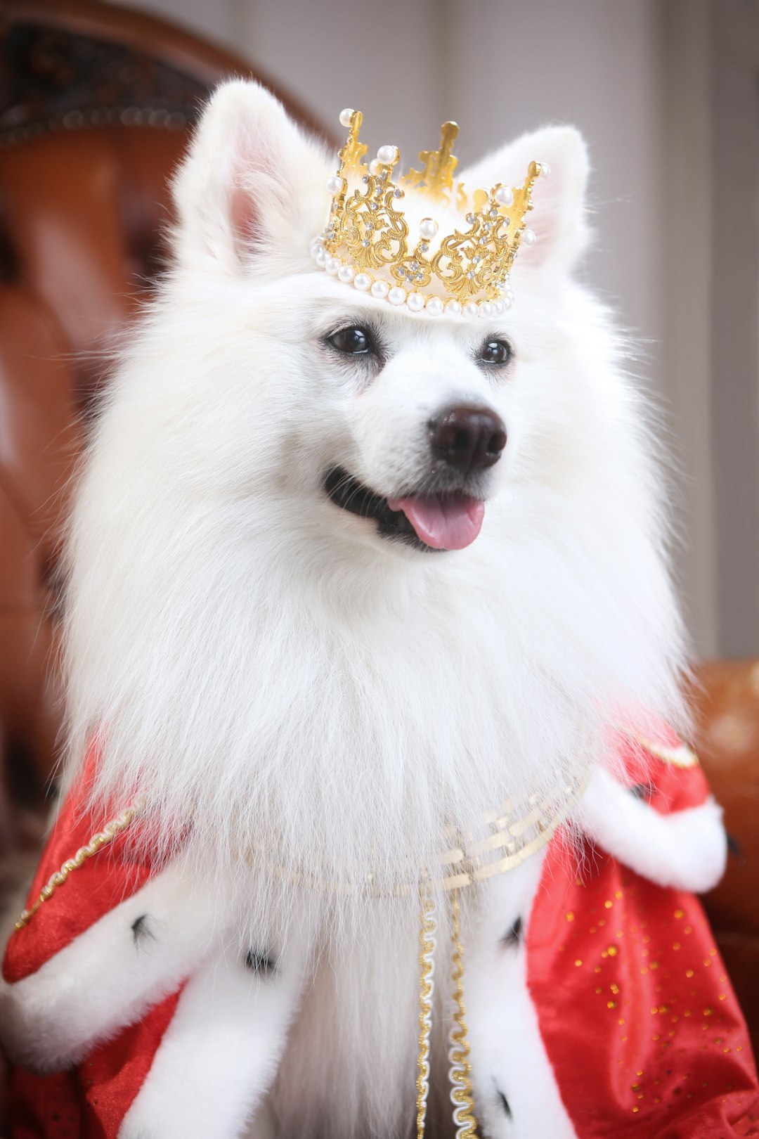 6. Pekinese - The Imperial Companion (image credits: unsplash)