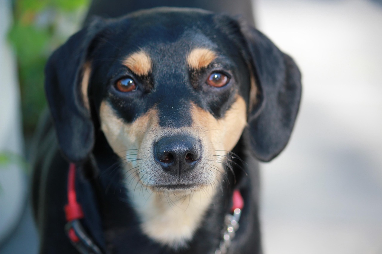 5. Toy Manchester Terrier - The Pocket Athlete (image credits: pixabay)
