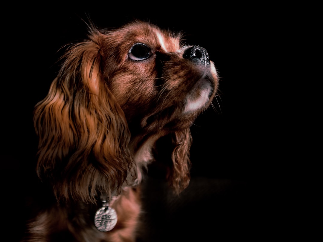 4. English Toy Spaniel - The Noble Lap Dog (image credits: unsplash)