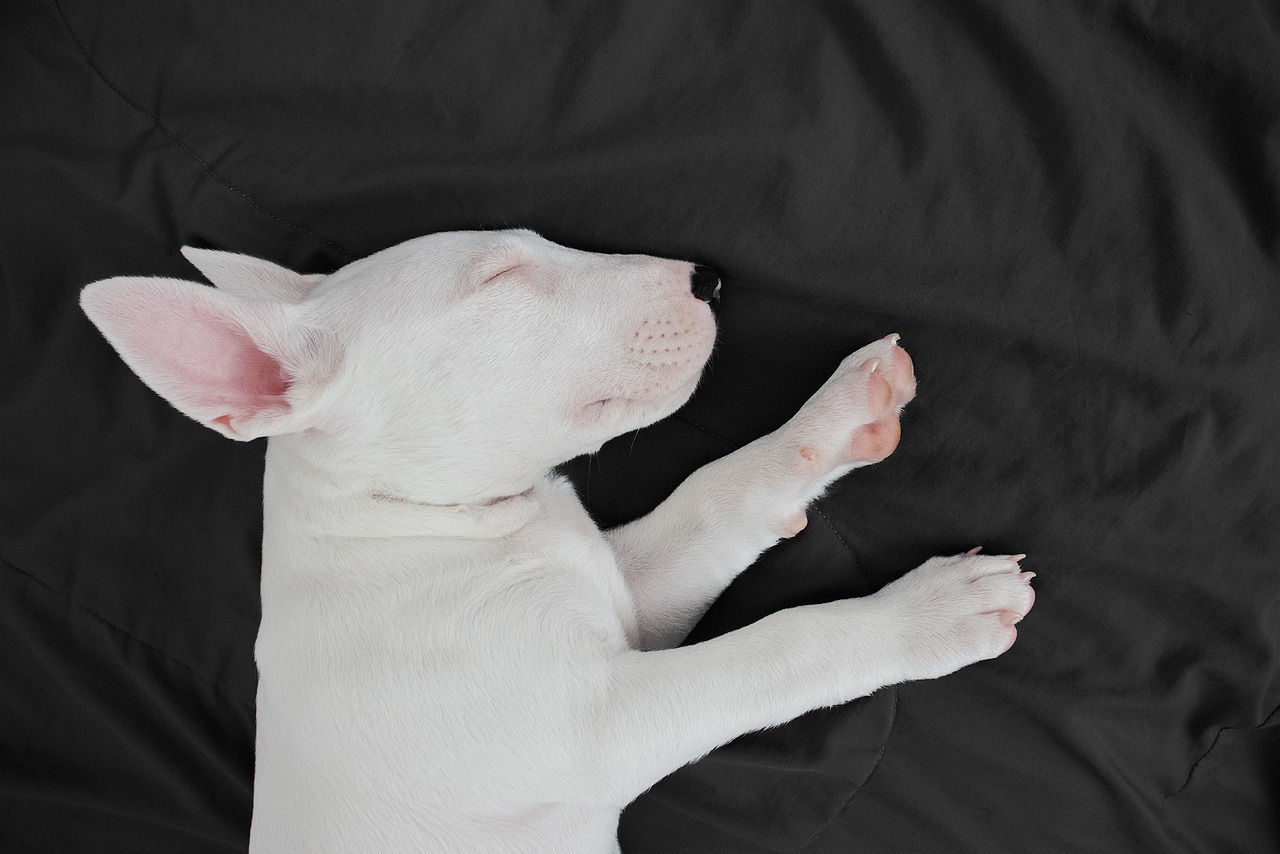 3. Miniature Bull Terrier - The Gentle Clown (image credits: pixabay)