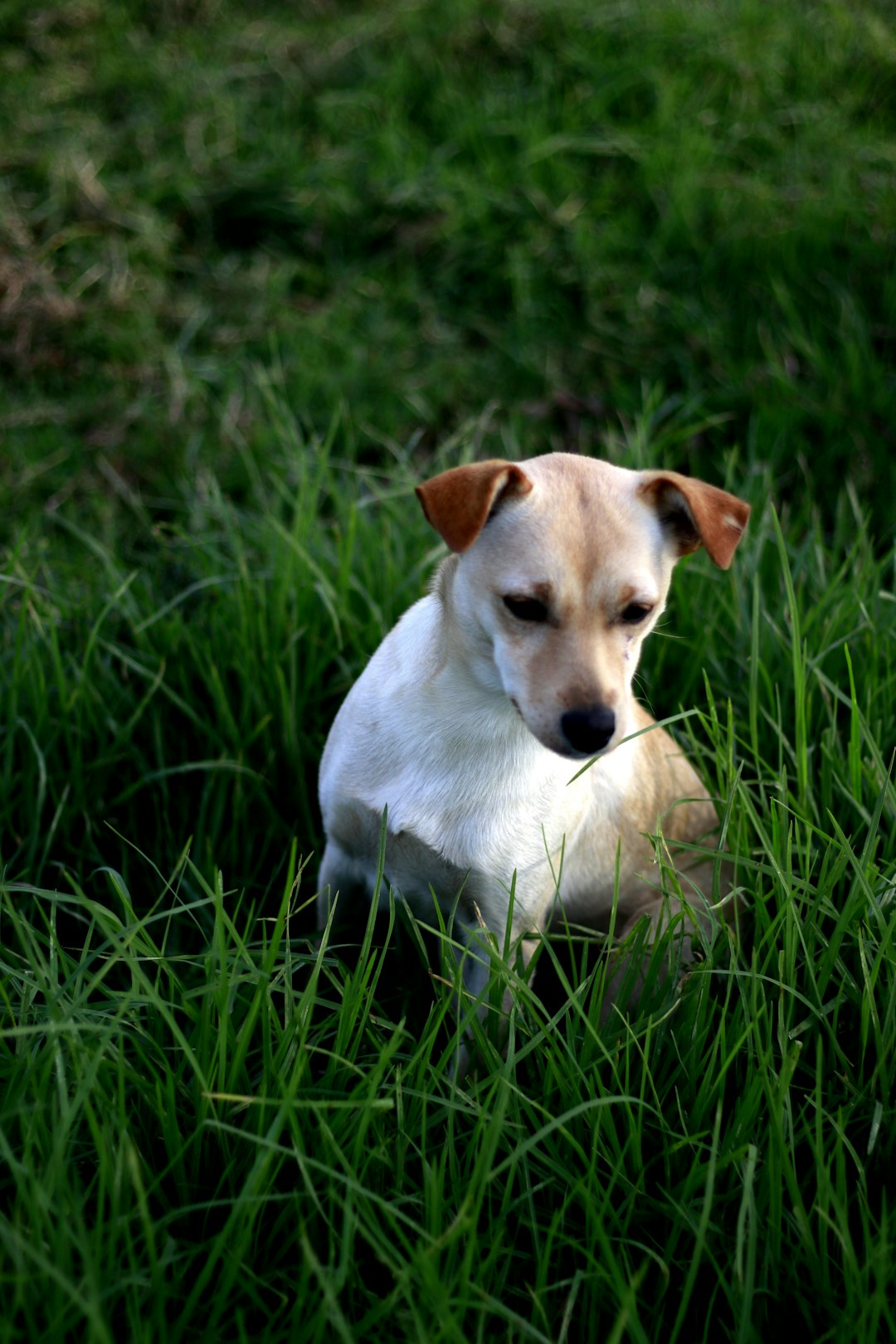 2. Glen of Imaal Terrier - The Gentle Irish Soul (image credits: unsplash)