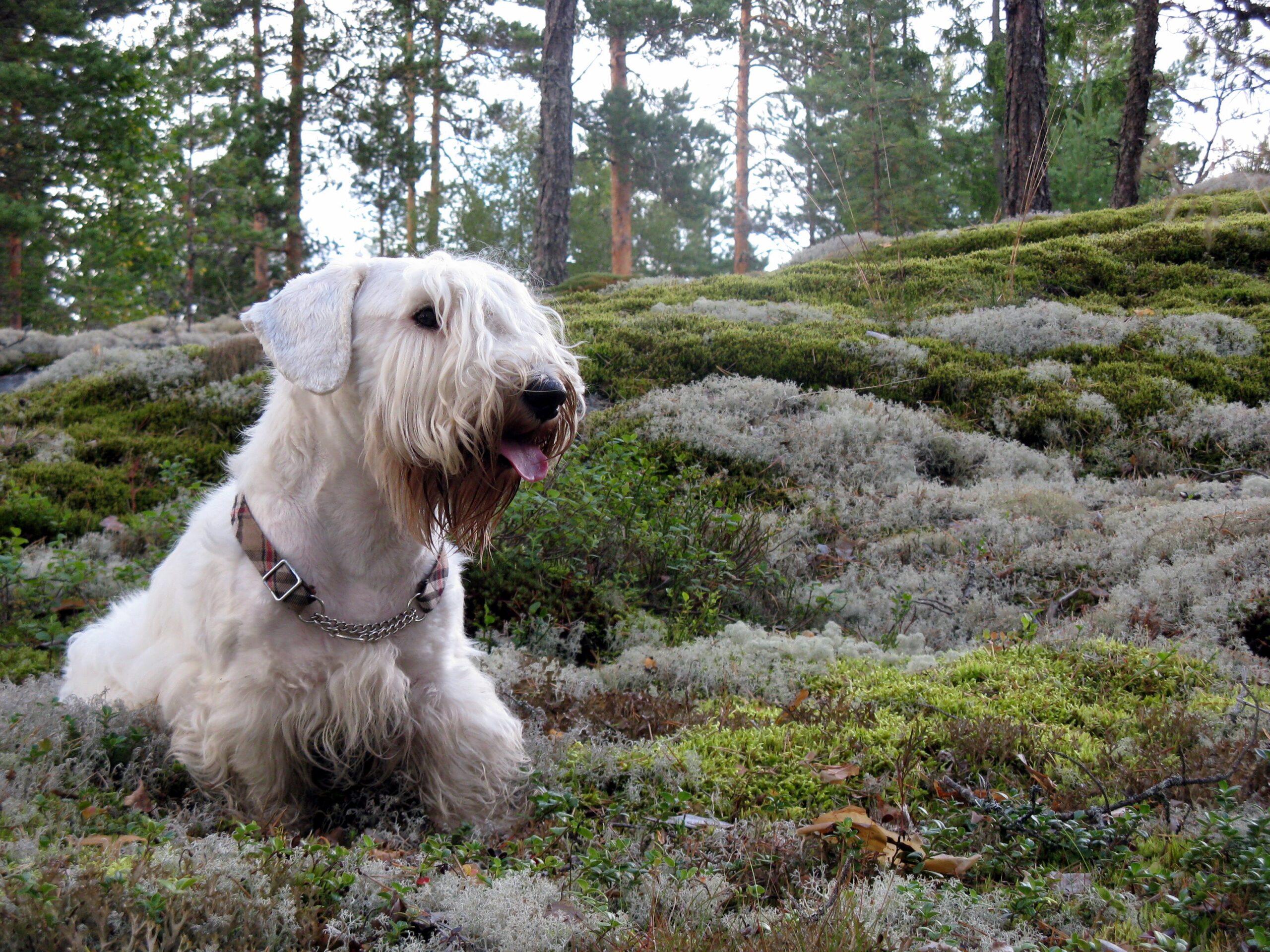 1. Sealyham Terrier - The Ultimate Gentle Companion (image credits: wikimedia)