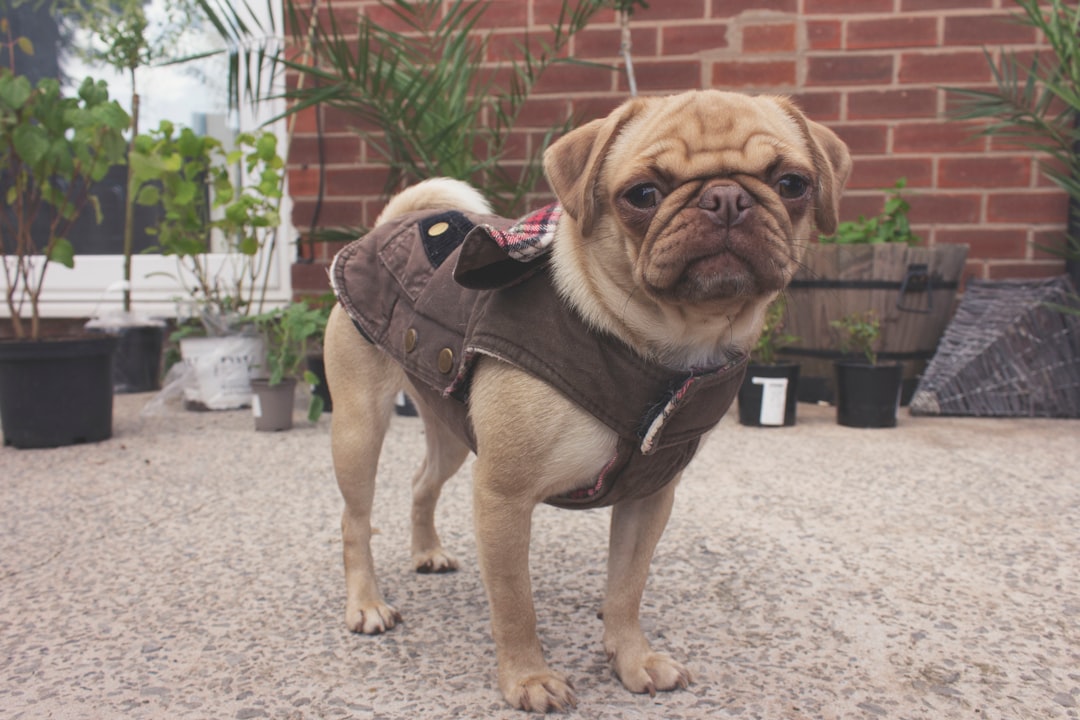 Pugs and Their Protruding Eye Disasters (image credits: unsplash)