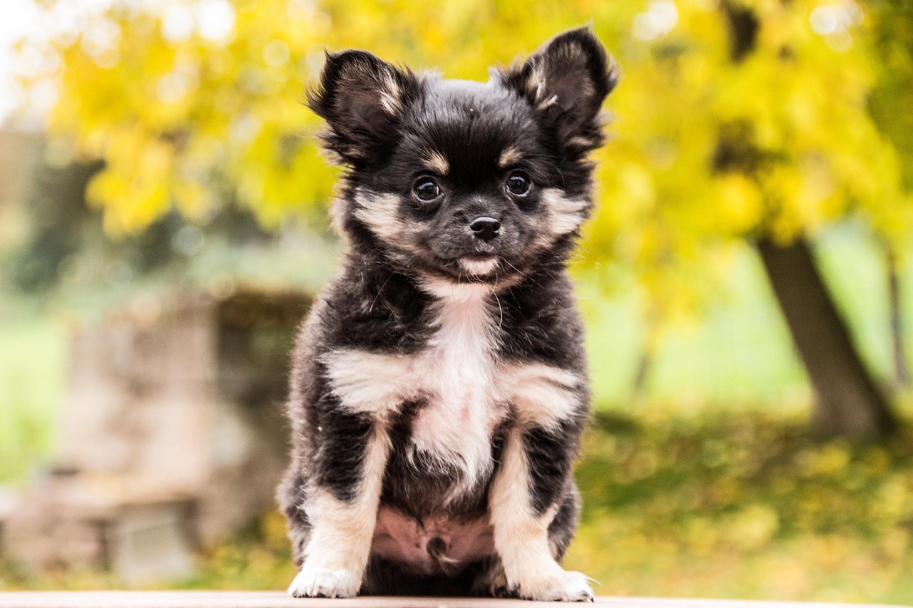 Chihuahuas and Their Fragility Crisis (image credits: pixabay)