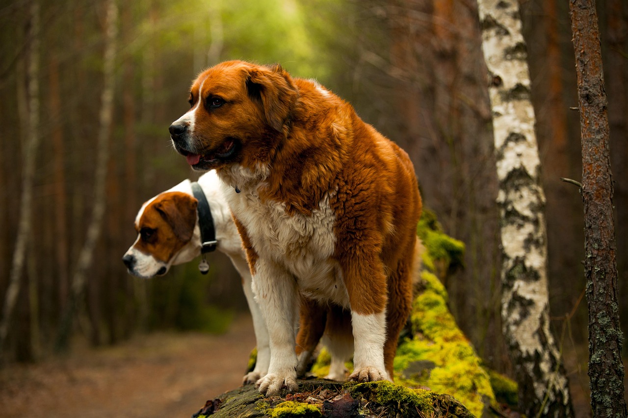 Saint Bernards and Their Shortened Lifespans (image credits: pixabay)