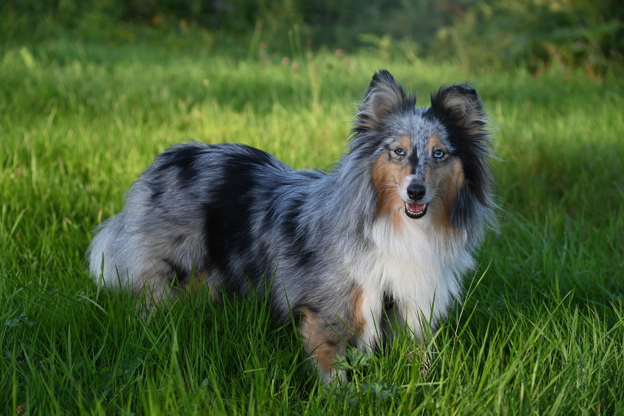 Shetland Sheepdogs and Their Eye Anomalies (image credits: pixabay)