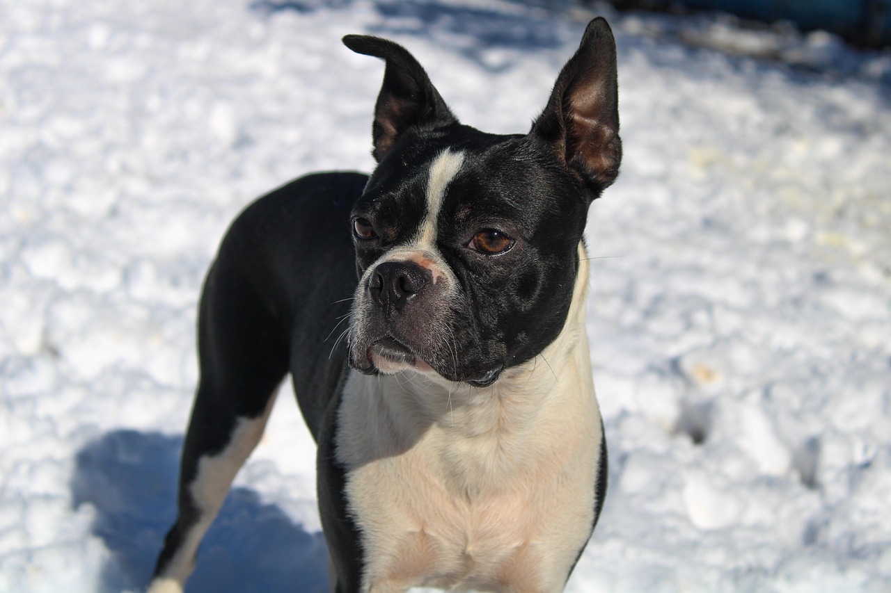 Boston Terriers and Their Breathing Struggles (image credits: pixabay)
