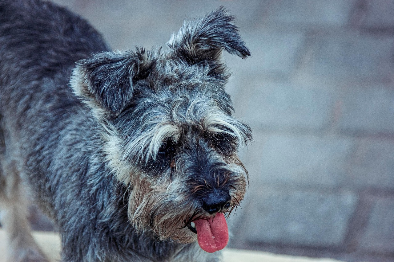Miniature Schnauzers and Their Diabetes Risk (image credits: pixabay)