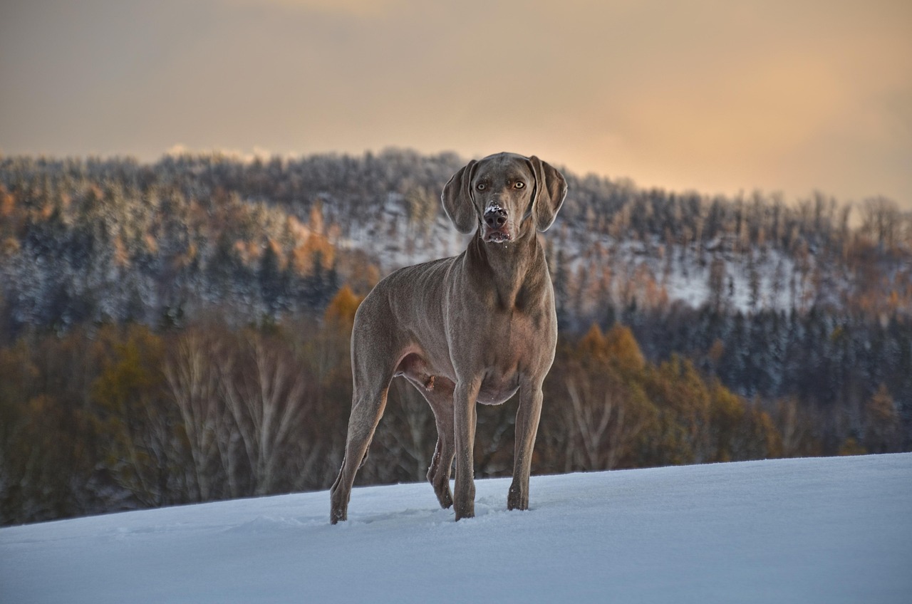 Weimaraners and Their Bloat Susceptibility (image credits: pixabay)