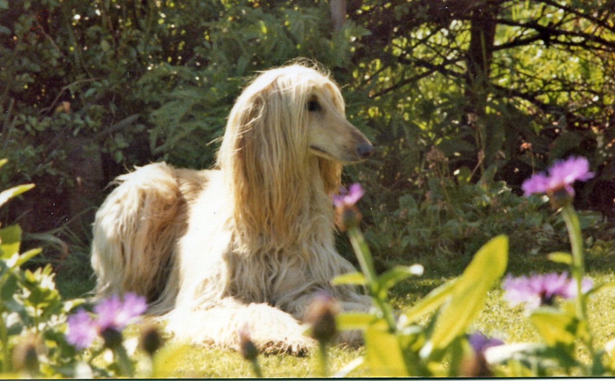 Afghan Hounds and Their Hip Disasters (image credits: wikimedia)