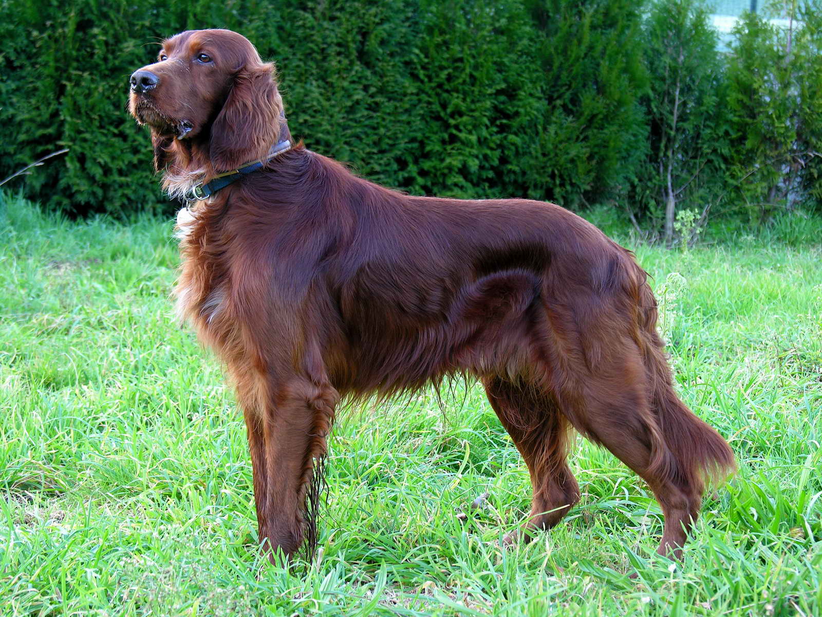 Irish Setters and Their Epilepsy Predisposition (image credits: wikimedia)