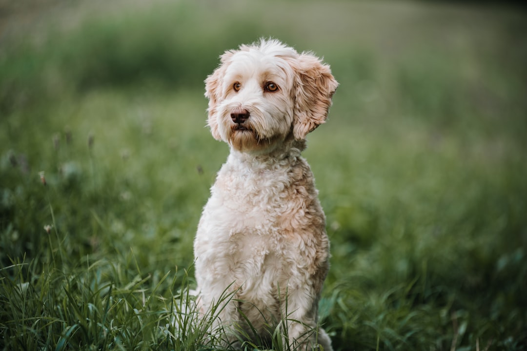 Labradoodles and Their Double Trouble Genetics (image credits: unsplash)