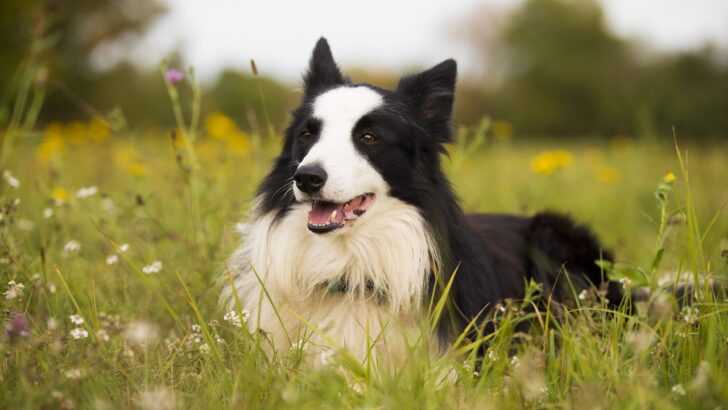 35 Popular Dog Breeds Florida Vets Secretly Wish You’d Stop Choosing