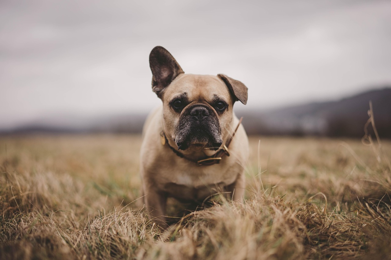 French Bulldogs - The Breathing Crisis Everyone Ignores (image credits: pixabay)