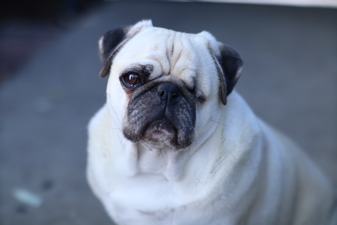 Pugs - The Eye-Popping Reality (image credits: unsplash)