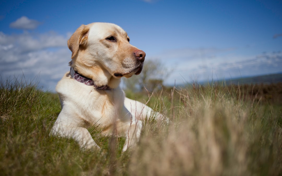 Labrador Retrievers - The Obesity Epidemic (image credits: unsplash)