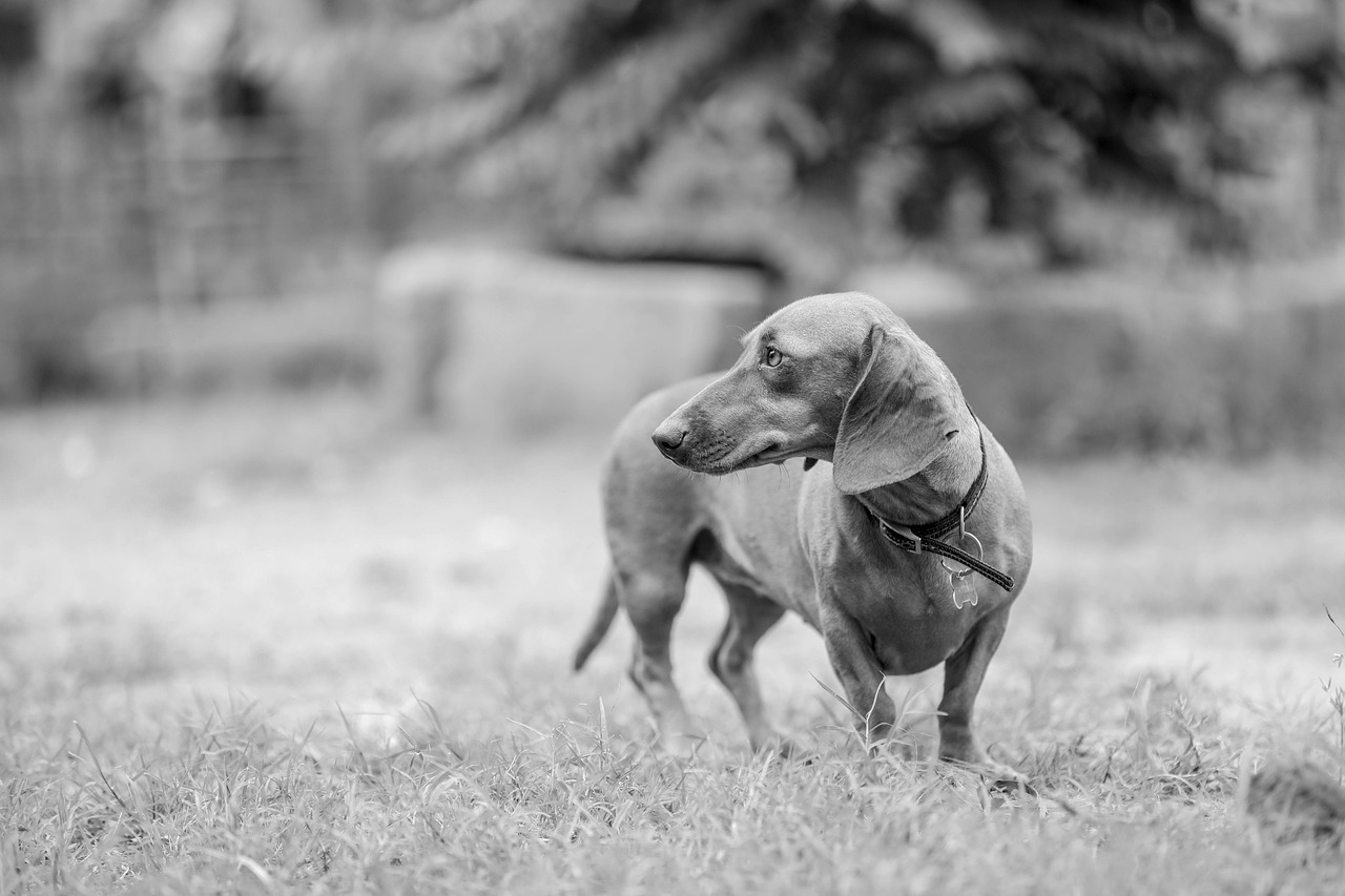 Dachshunds - Backs Breaking Under Pressure (image credits: pixabay)