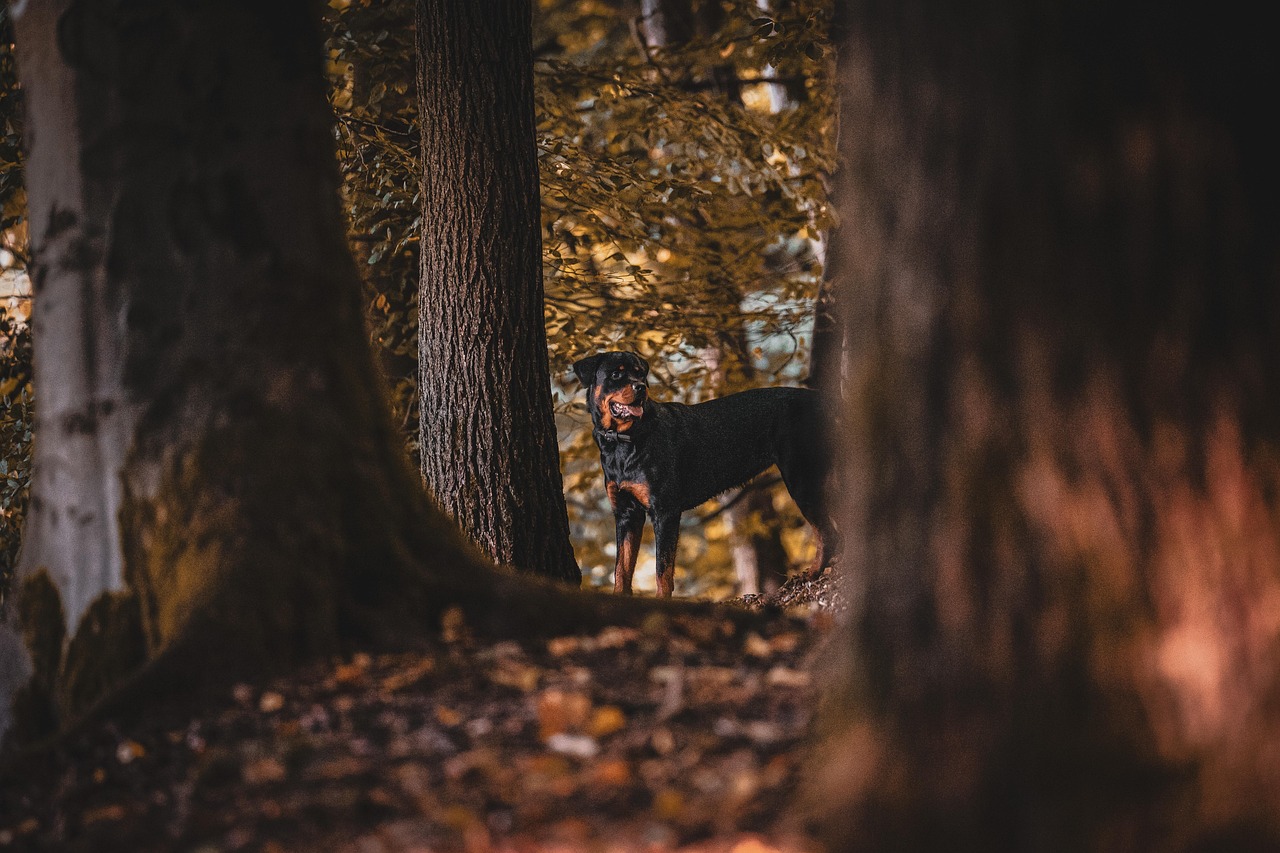 Rottweilers - Size and Bone Problems (image credits: pixabay)