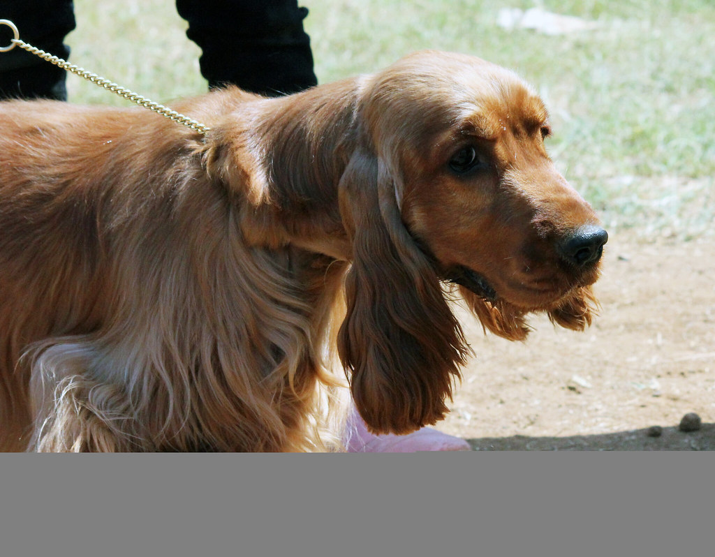 Cocker Spaniels - Multiple System Failures (image credits: flickr)