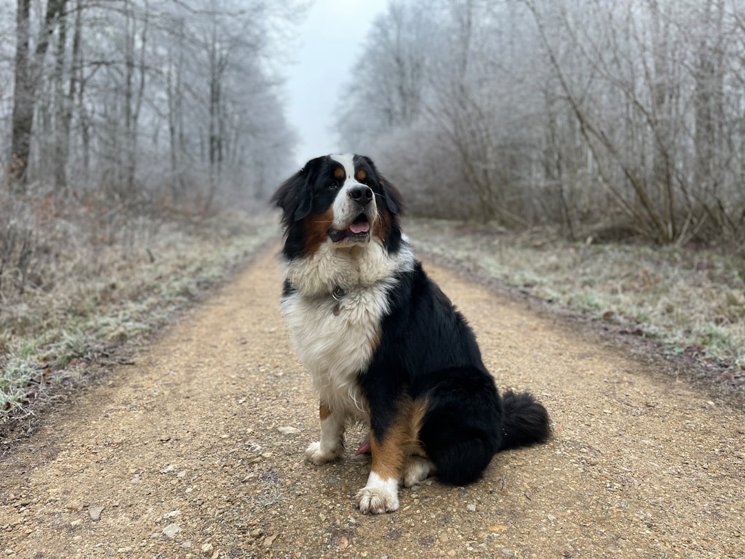 Bernese Mountain Dogs - Beauty with a Tragic Lifespan (image credits: unsplash)