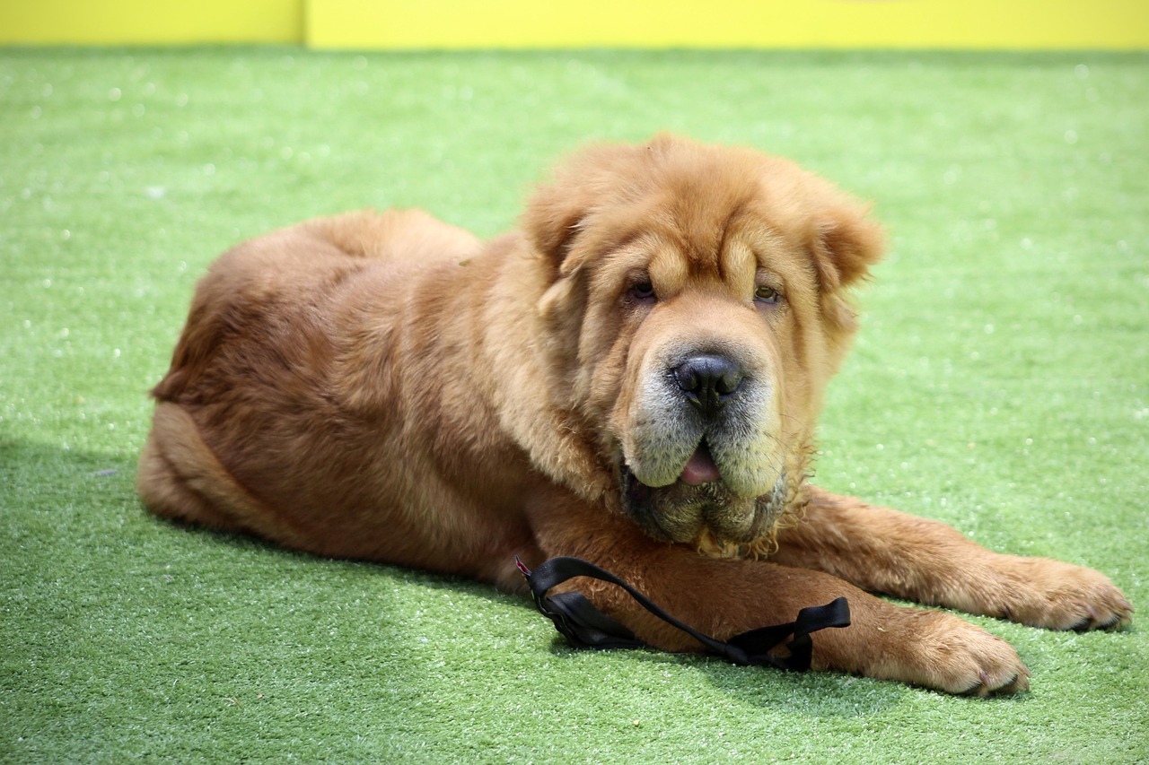 Shar Peis - Wrinkles Hide Serious Problems (image credits: pixabay)