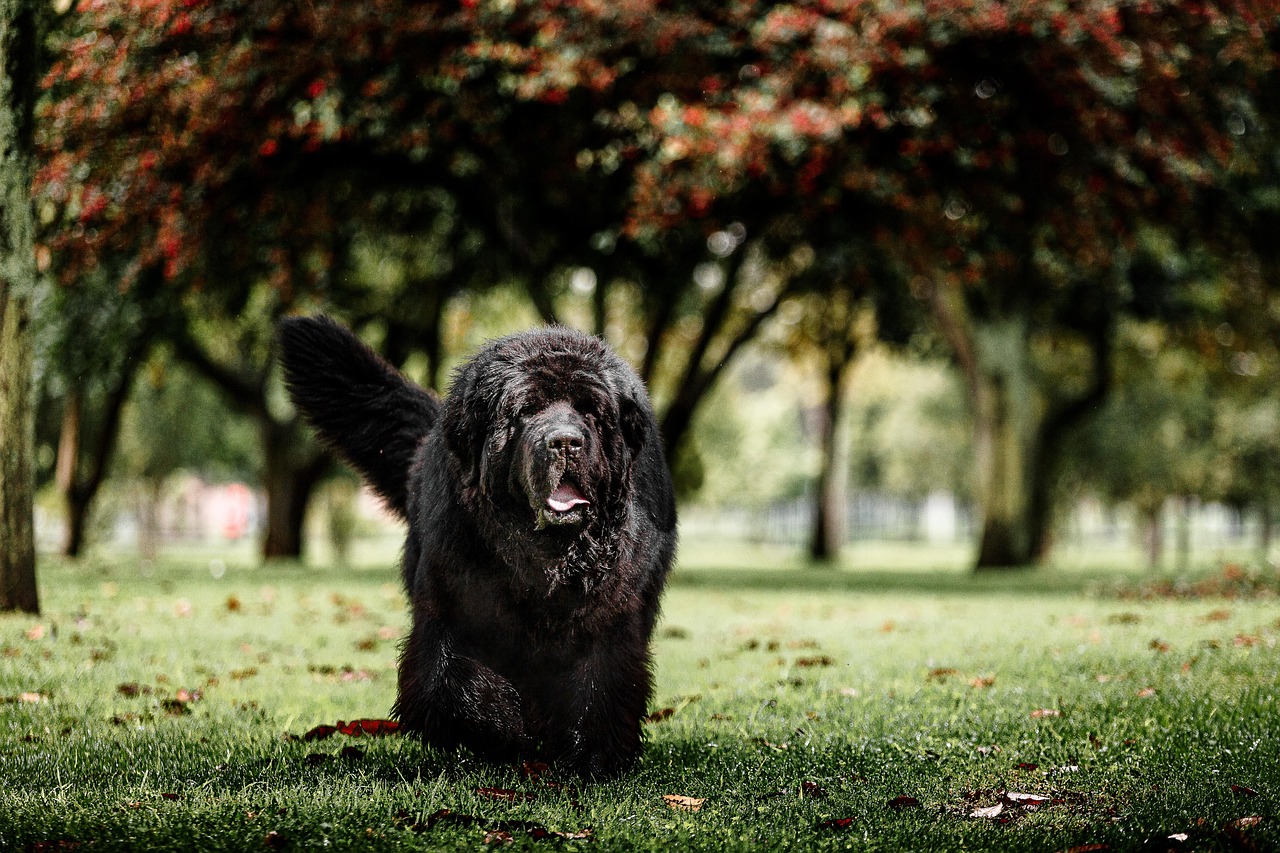 Newfoundlands - Gentle Giants with Heavy Burdens (image credits: pixabay)