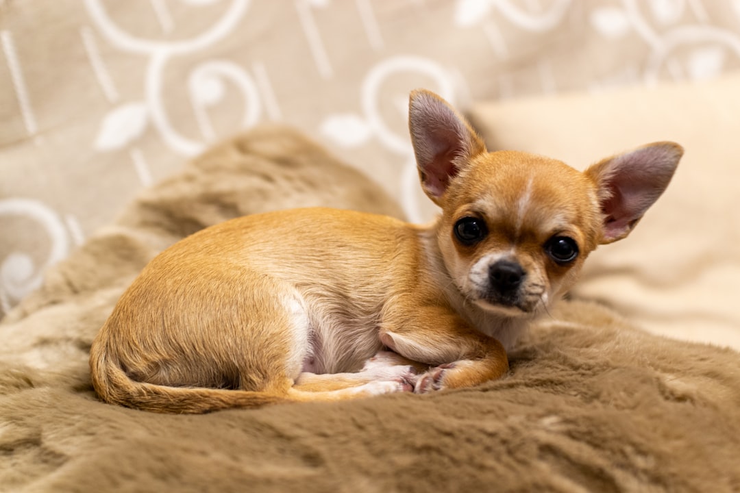 Chihuahuas - Tiny Dogs, Big Problems