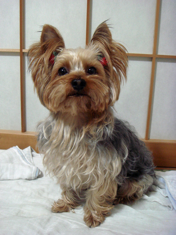 Yorkshire Terriers - Small Packages, Multiple Issues (image credits: flickr)
