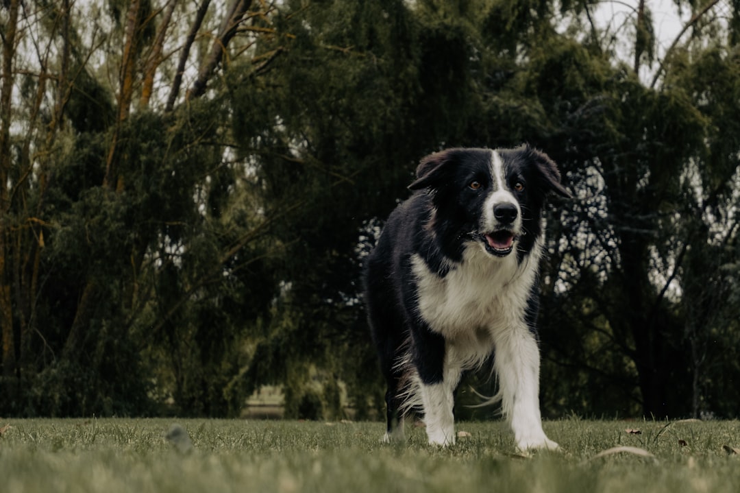 Border Collies - Intelligence with Hidden Health Costs